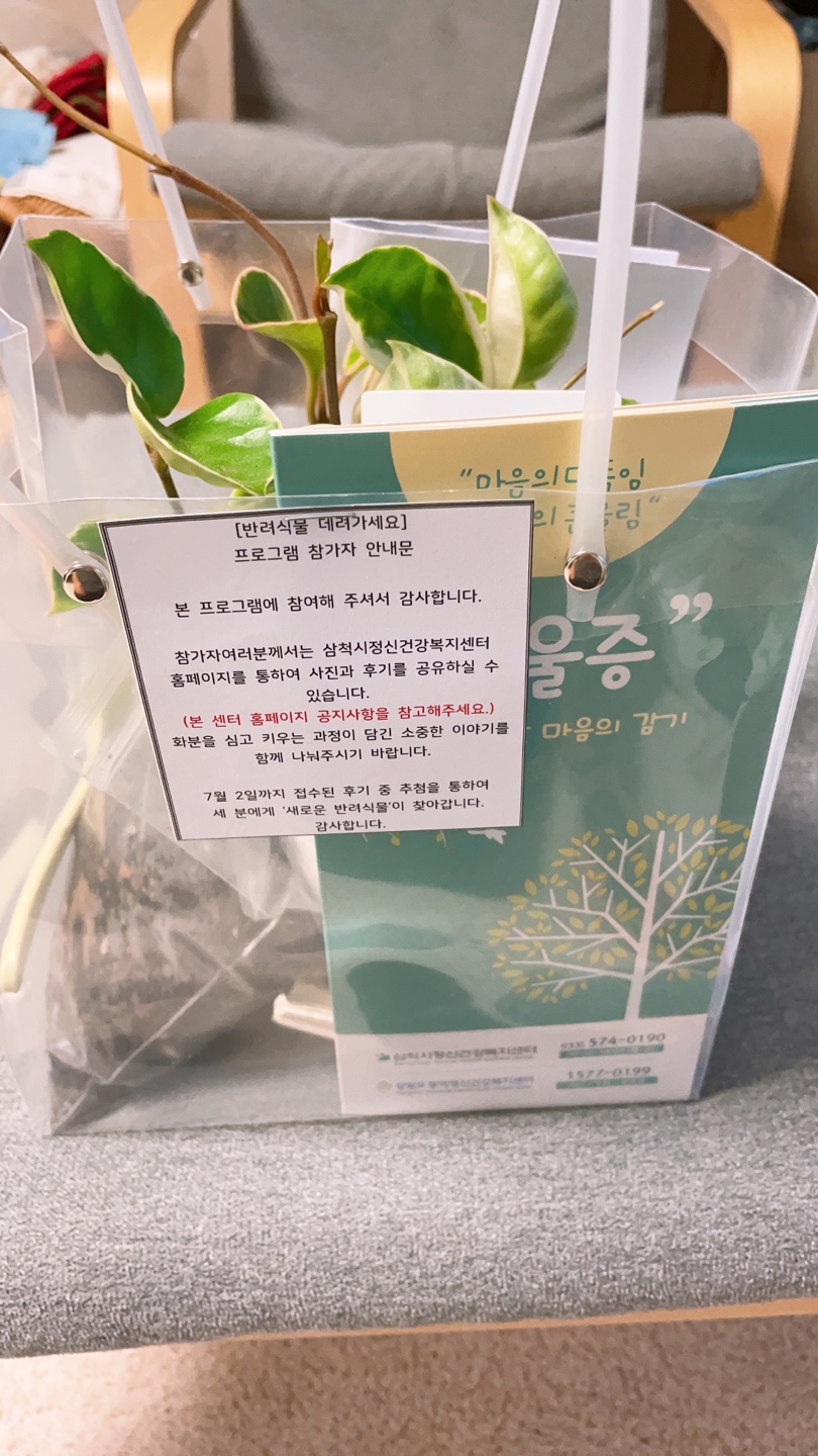 비대면 힐링 프로그램 반려 식물 호야^^