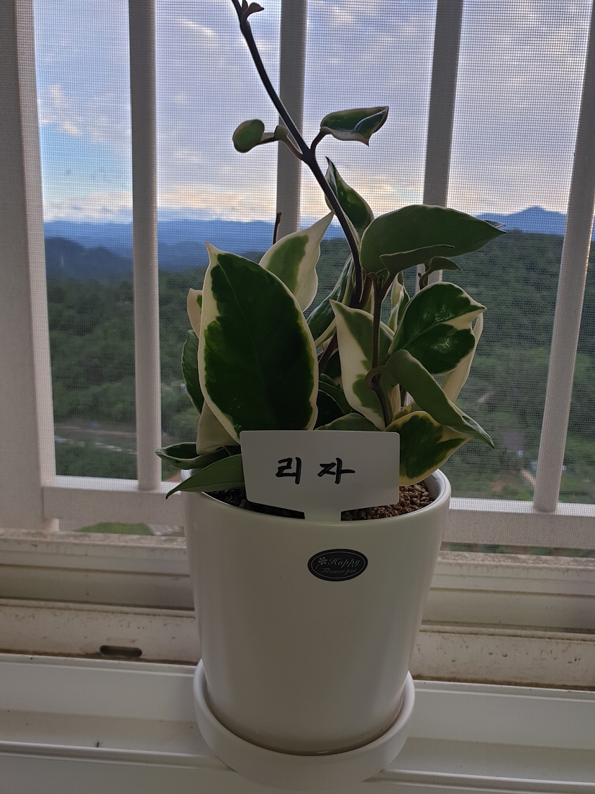 반려식물이 저희집에 왔습니다.