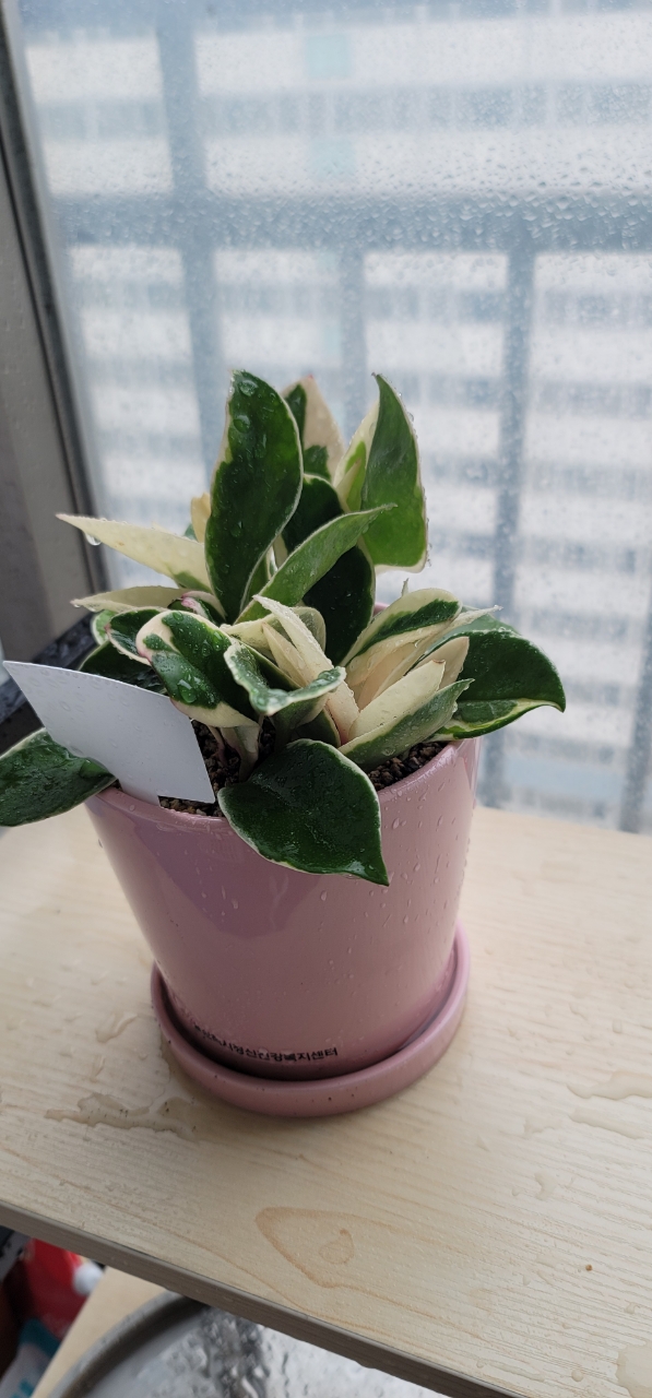 한수지님 후기(문자 접수)